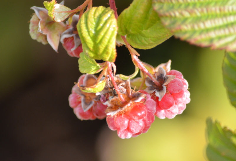 flowers oct 2018 Raspberry 800