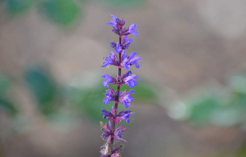 flowers oct 2018 Salvia 800