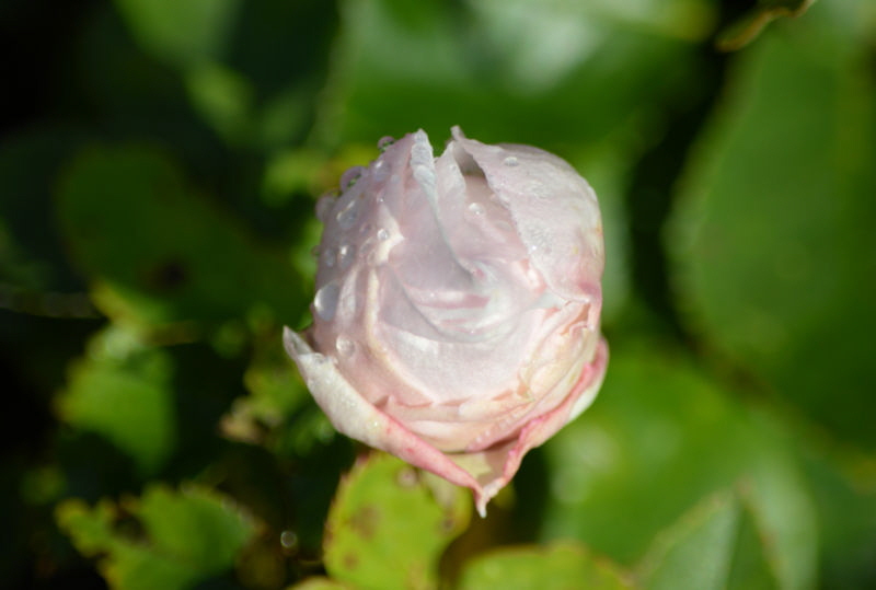 flowers oct 2018 Sourvenir de la MalMaison 800