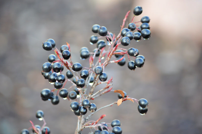 flowers oct 2018 aronia 800