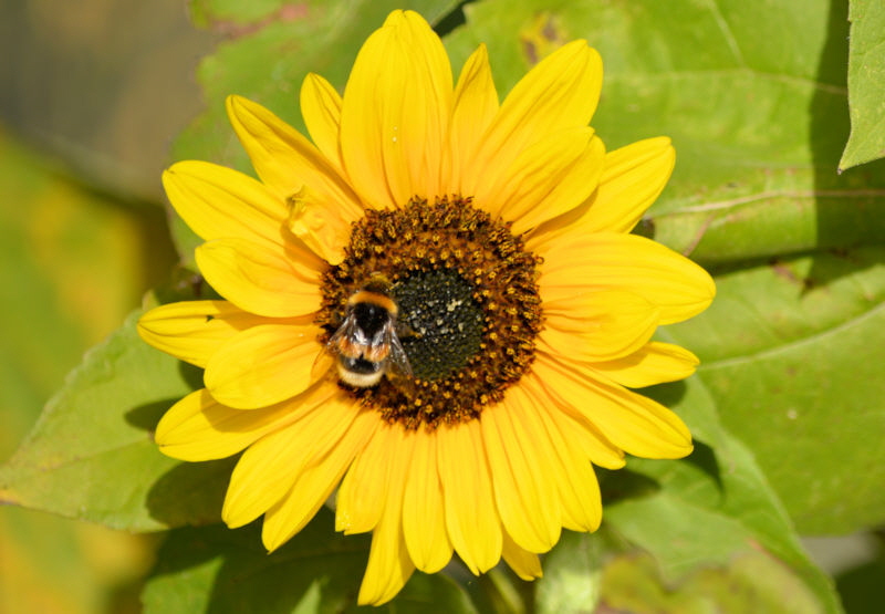 flowers oct 2018 bumblebee 800