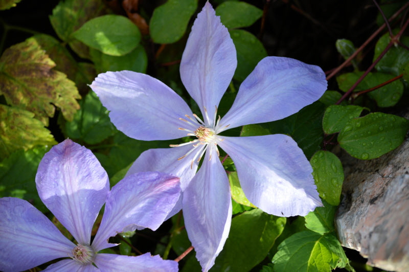 flowers oct 2018 clematis 800