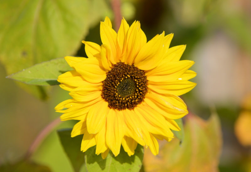 flowers oct 2018 sunflower yellow 800