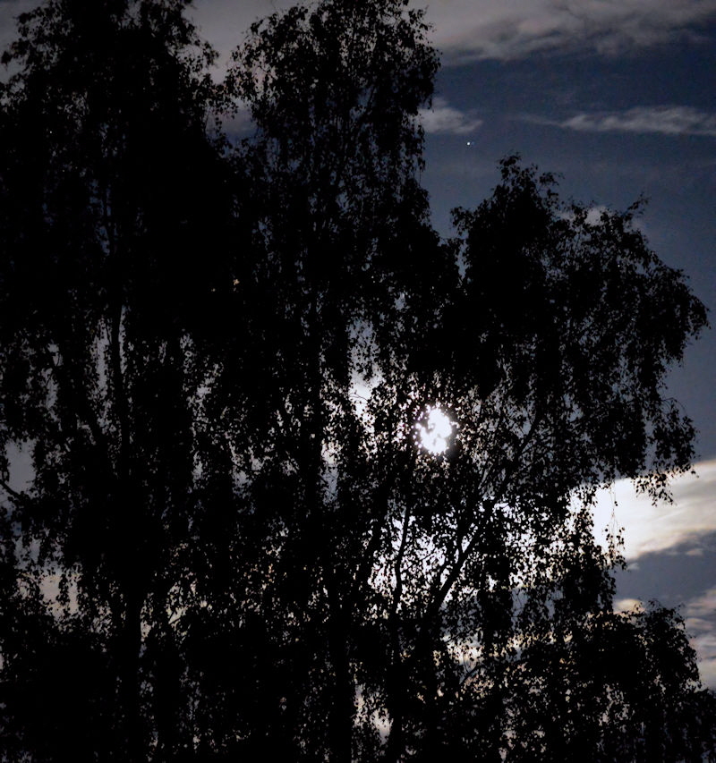 full moon through a tree 800