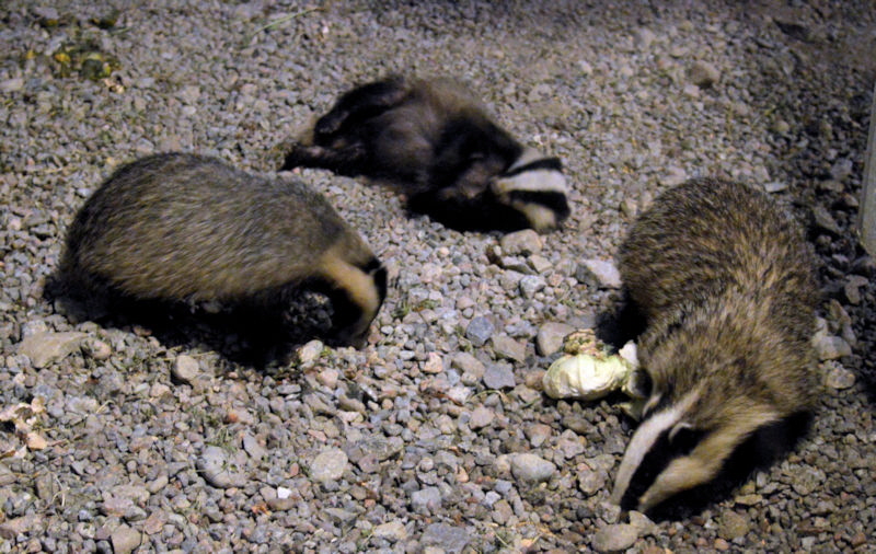 mommy badger and two kids 1 800