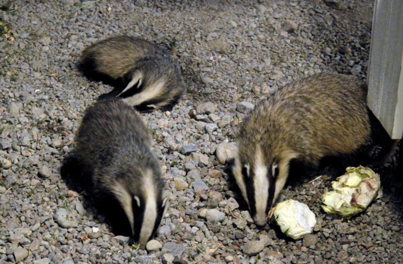 mommy badger and two kids 2 800