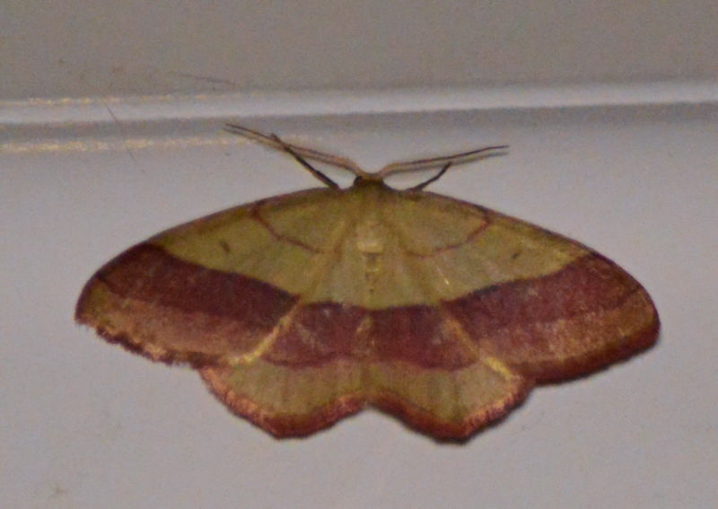 night butterfly 800