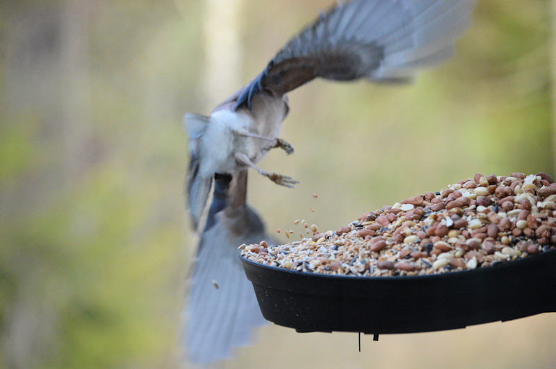 nov 24 2017 breakfast birds 005