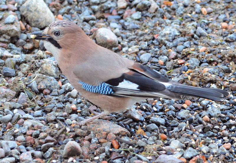 nov 24 2017 breakfast birds 027