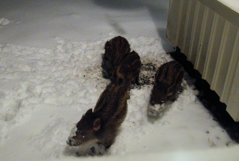 piglets in snow 800