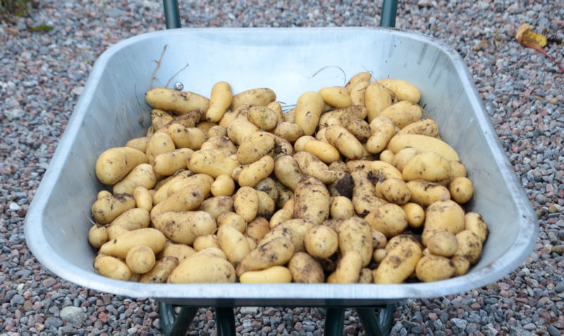 potato harvest aug 2018 800