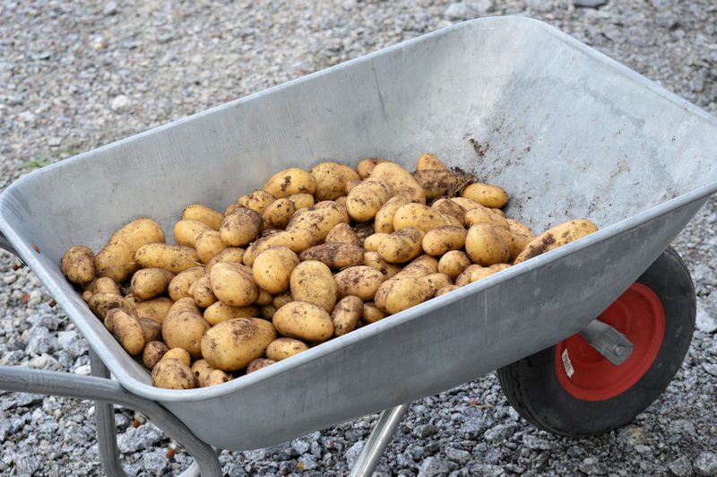 potatoes 002