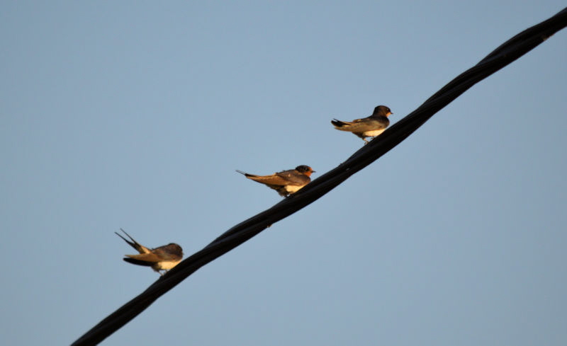 swallows on a string 800