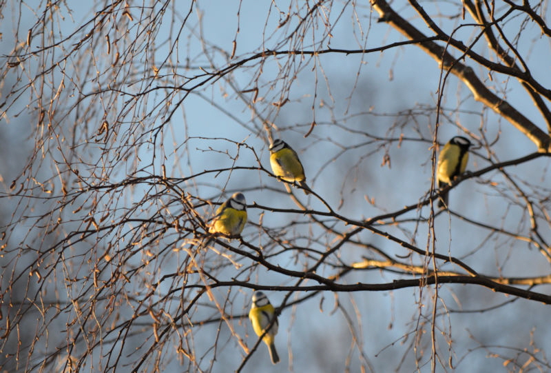 tits in tree 800