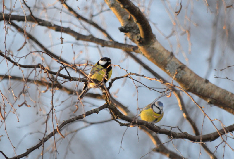 tits on a branch 800