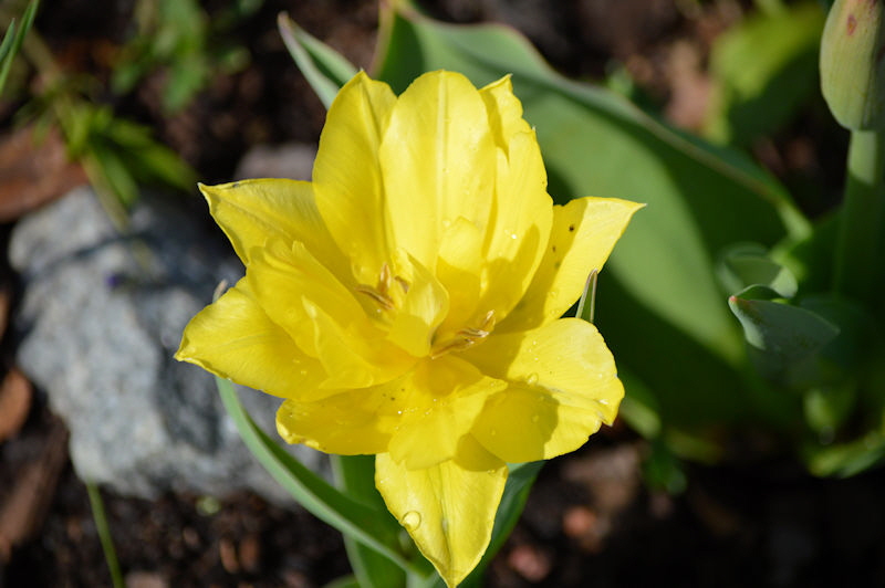 tulips may 12 2018 032 800
