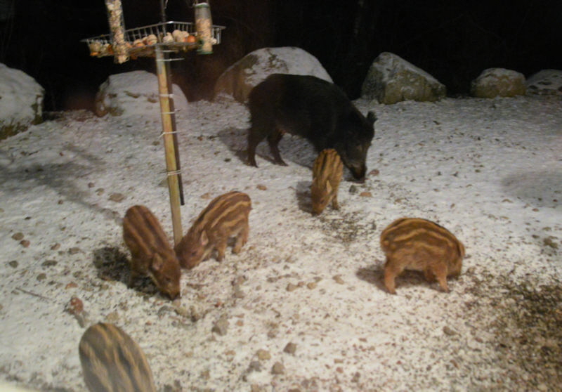 wild boar babies in january 800
