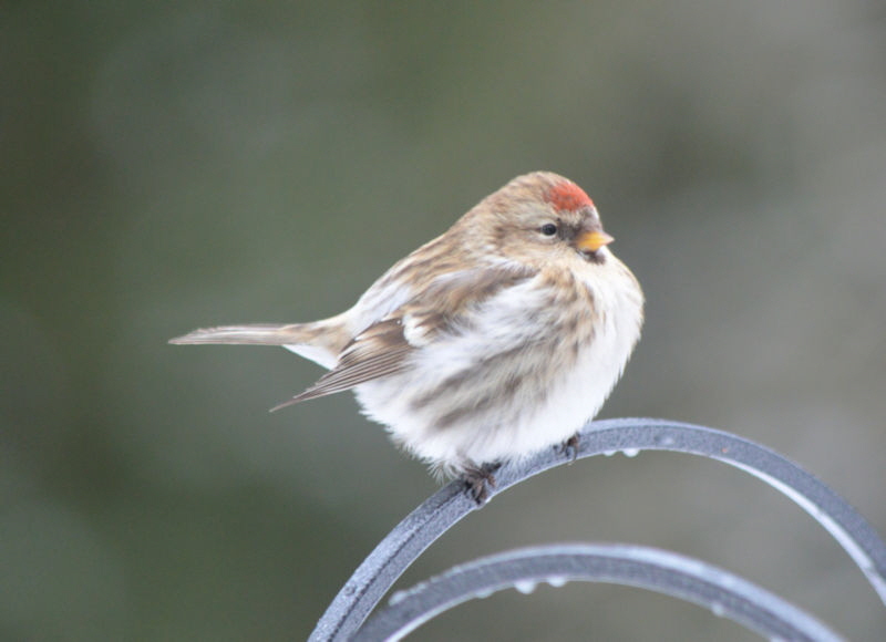 winter birds grasiskan 800