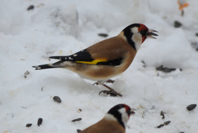 winter birds stiglits 800