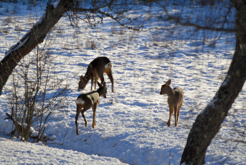 winter deer 800