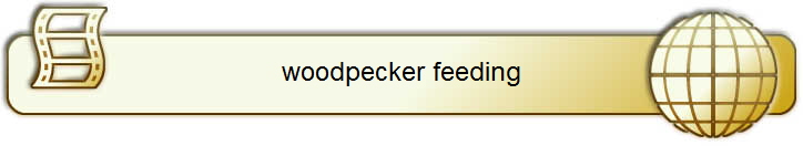 woodpecker feeding