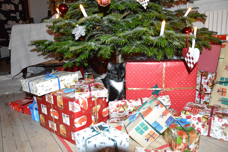 december 2012 Doris under tree