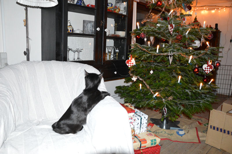 december 2012 Doris watching from chaor 3