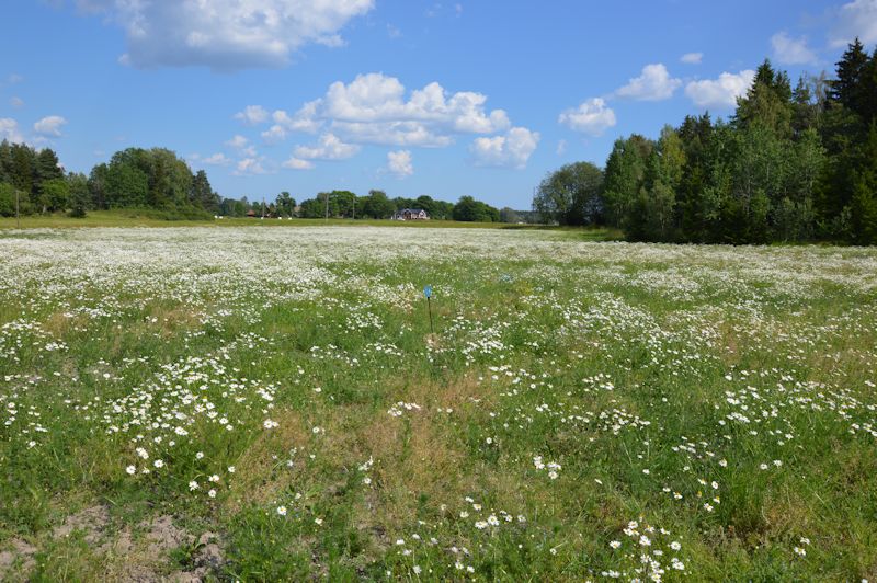 july 2014 081 field