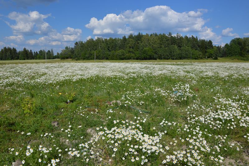 july 2014 087 field