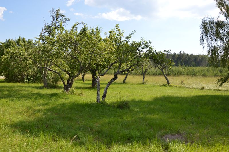 july 2014 141 orchard