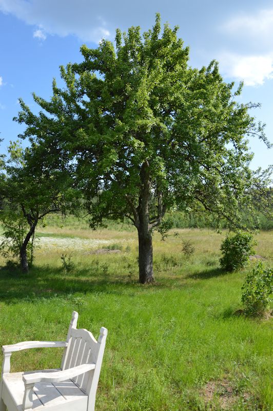 july 2014 155 tree