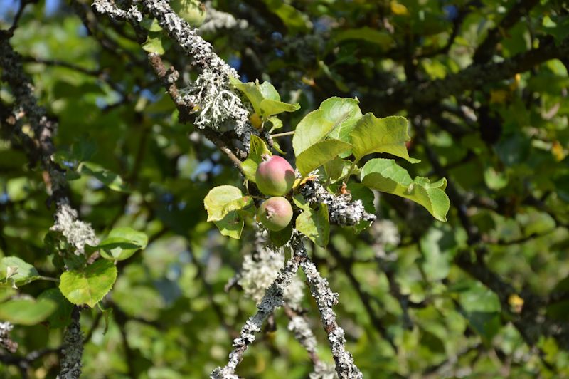 july 2014 173 apples