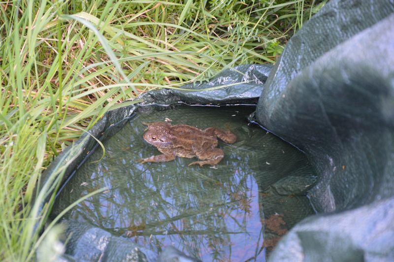 july 2014 214 toad