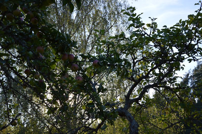 sep 2014 013 apples