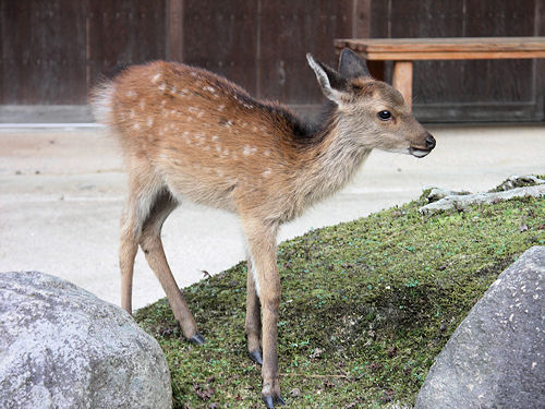 x Japan bambi