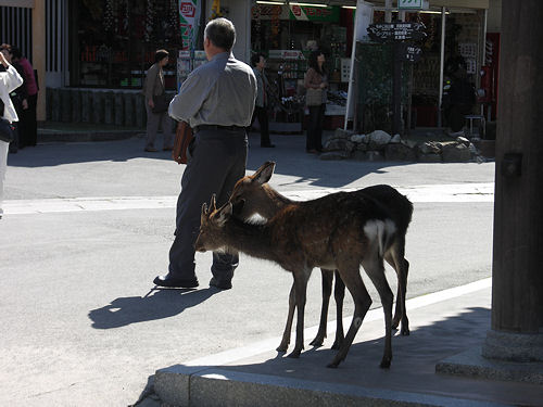 x Japan deer grooming