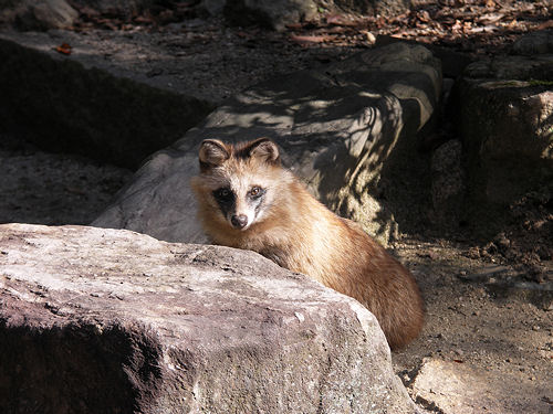 x Japan japanese racoon